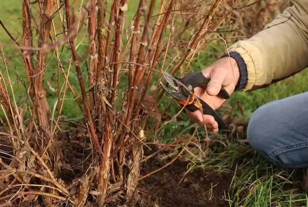 Время и технология осенней прививки жимолости